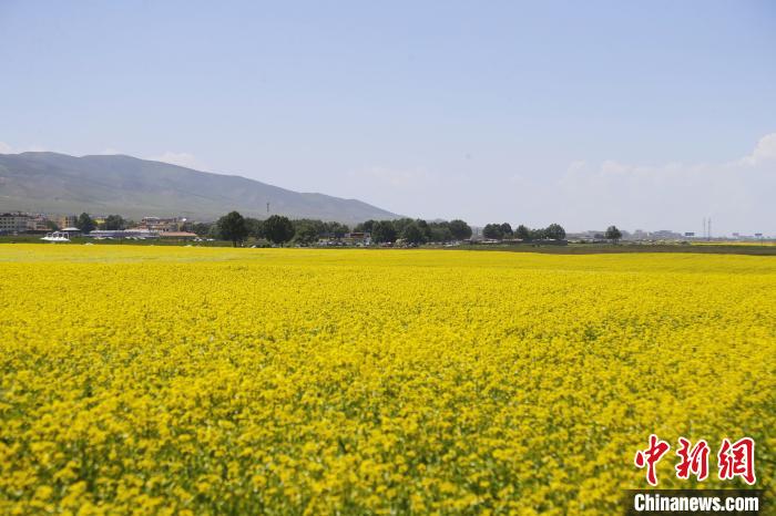 圖為青海湖畔油菜花海?！●R銘言 攝