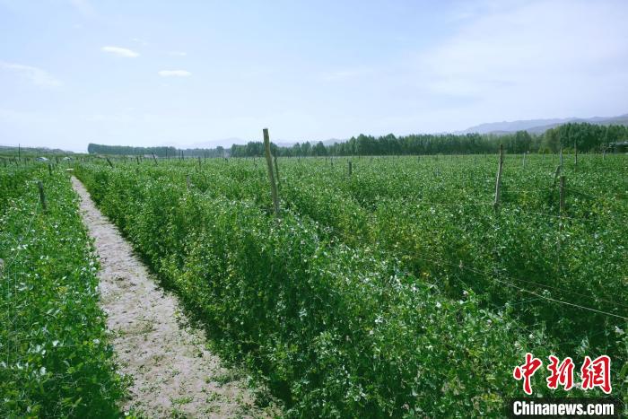 天?？h高原綠色(有機(jī))蔬菜基地種植的食用莢豆?！￡I道華 攝