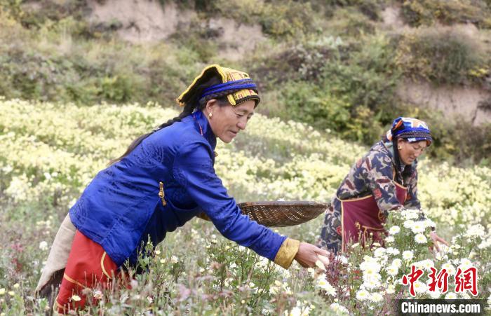 黑水村民在采摘杭白菊。桐鄉(xiāng)市宣傳部提供