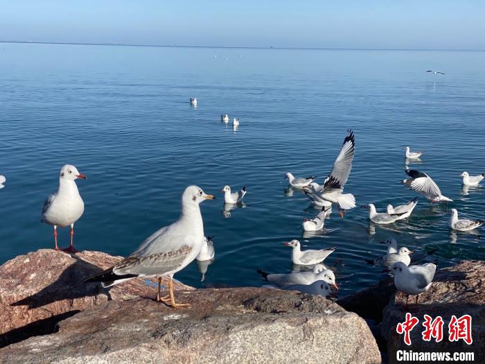 中國最大內(nèi)陸咸水湖生物多樣性保護成效顯現(xiàn)多物種數(shù)量明顯增加