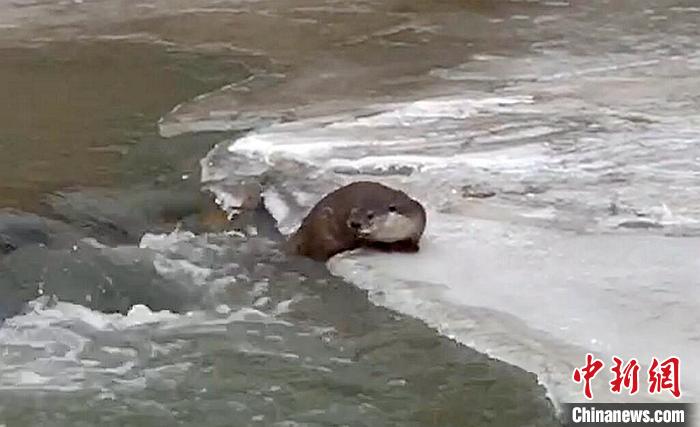 冰面上的國家二級保護動物小爪水獺。視頻截圖