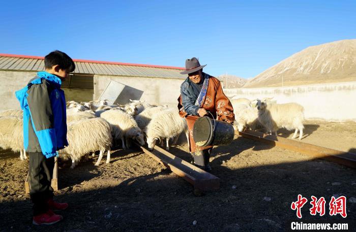 圖為哇保和孫子正在喂羊。　才項(xiàng)什姐 攝