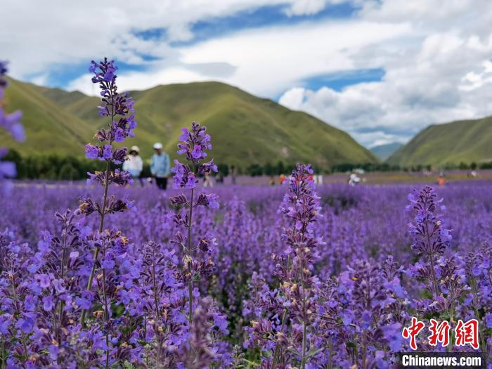 川西高原迎來(lái)最美季草原山花爛漫惹人醉