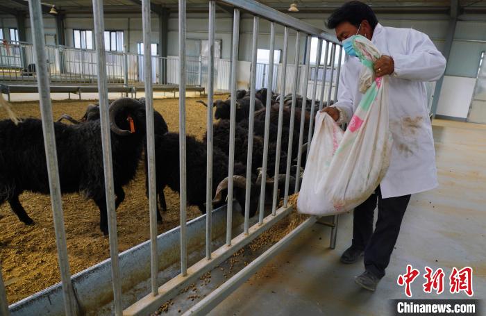 圖為飼養(yǎng)員給黑藏羊喂食。　馬銘言 攝