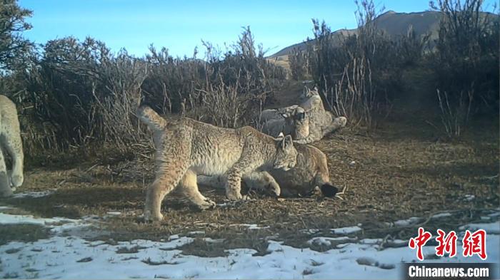 圖為紅外相機拍攝到的猞猁?！∑钸B山國家公園青海省管理局供圖