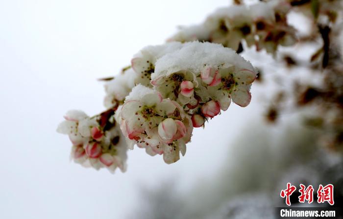 花兒被冰雪覆蓋?！±钣腊?　攝