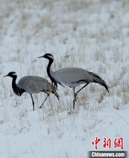 在若爾蓋濕地的蓑羽鶴?！∩袞|機 攝