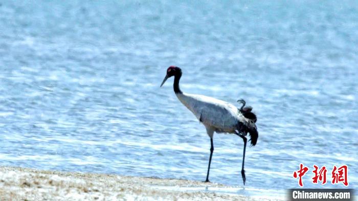 圖為黑頸鶴在青海湖畔散步?！《砣詹囟?攝