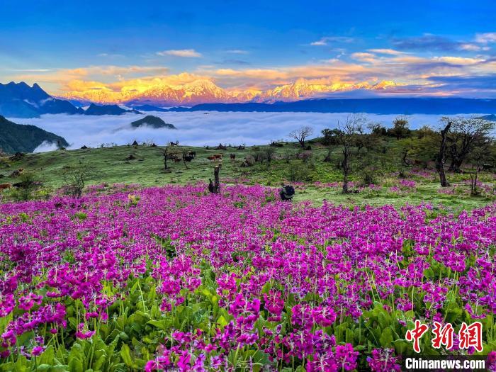 春天的牛背山花海?！∮稳仄?攝