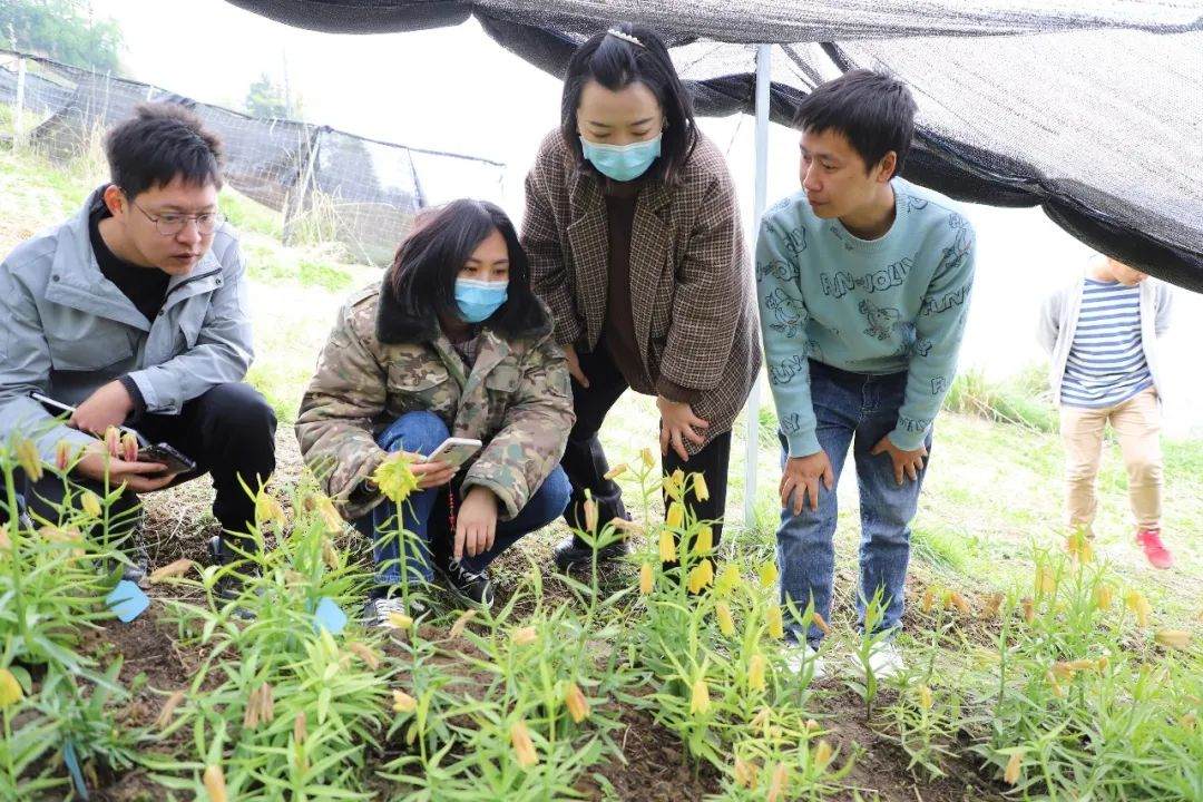 彭州對口支援工作組隊(duì)項(xiàng)目組查看瓦布貝母種植情況。彭州市宣傳部供圖