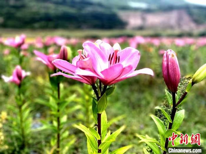 四川壤塘：百合開出“致富花”