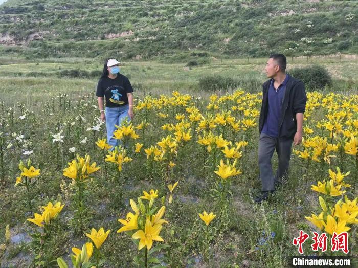 村民采摘百合花?！∪捞量h委宣傳部供圖