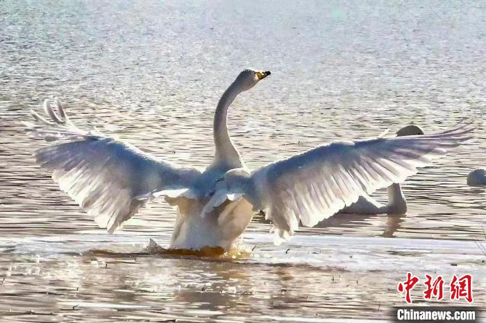 圖為一只大天鵝在水中沐浴?！?yán)桉 攝