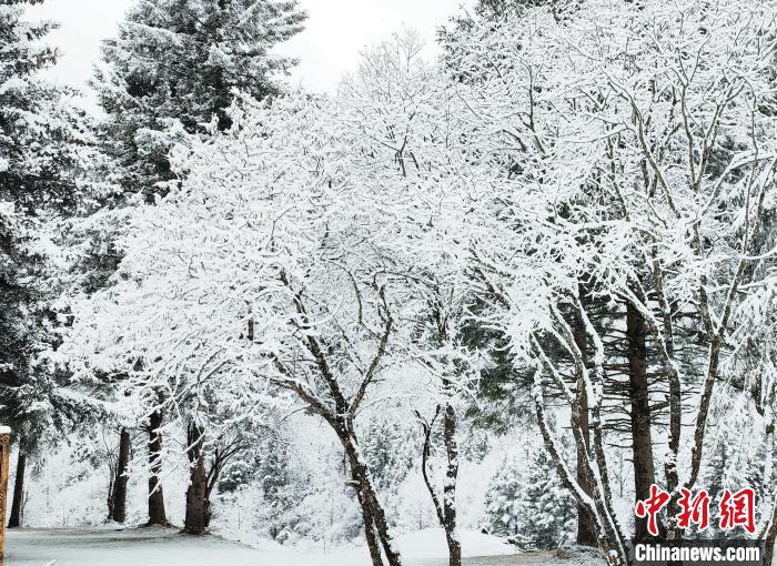 大熊貓國家公園王朗片區(qū)春雪如畫，宛若仙境。　羅春平 攝