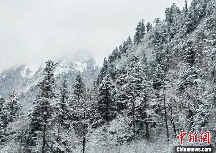 大熊貓國家公園王朗片區(qū)春雪如畫，宛若仙境。　羅春平 攝