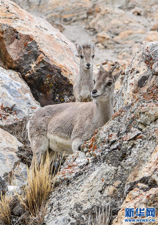 （2020珠峰高程測(cè)量）（5）珠峰自然保護(hù)區(qū)生物多樣性得到有效保護(hù)