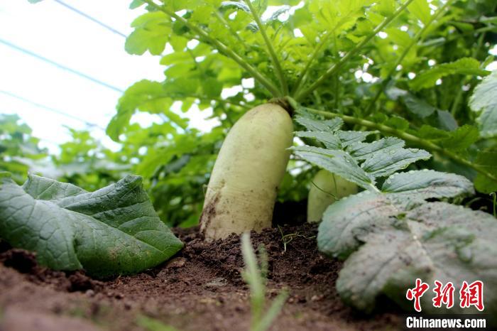 圖為亞東邊檢站“警營(yíng)菜園”喜獲豐收的白蘿卜?！⊥鯑|東 攝