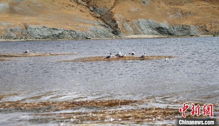 圖為瑪旁雍錯濕地棲息的水鳥?！≮w朗 攝