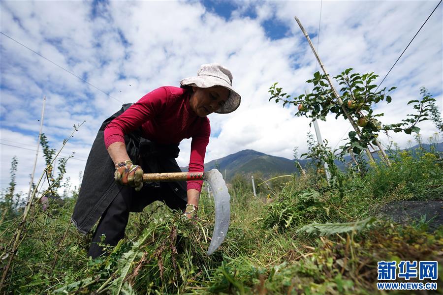 （圖文互動）（1）蘋果紅了，群眾笑了——西藏林芝現(xiàn)代蘋果標準化示范園見聞