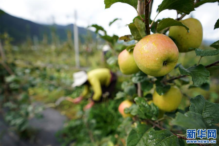 （圖文互動）（2）蘋果紅了，群眾笑了——西藏林芝現(xiàn)代蘋果標準化示范園見聞