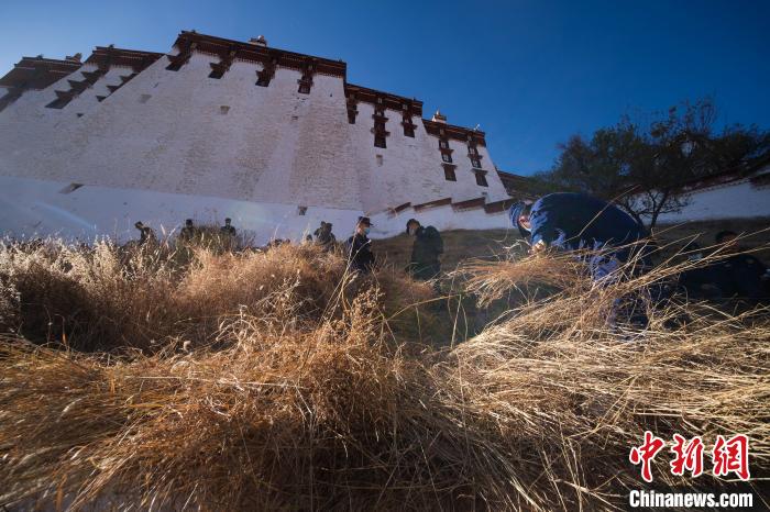 圖為消防員在布達拉宮后山除草 何蓬磊 攝