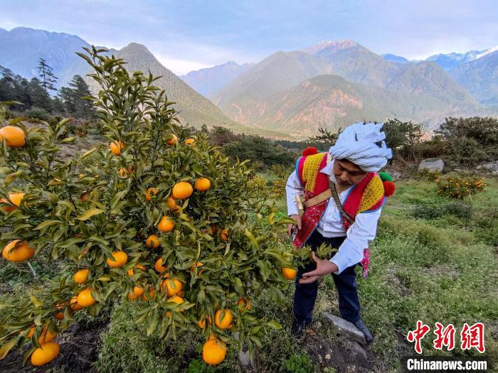 林芝下察隅鎮(zhèn)京都村101畝耙耙柑豐收。　江飛波 攝