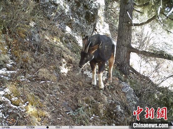 圖為相同位點記錄到的國家二級重點保護野生動物—中華鬣羚。　中國科學(xué)院昆明動物研究所提供