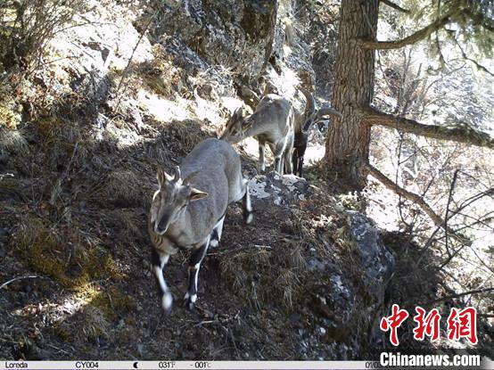 圖為相同位點記錄到的雪豹主要獵物—巖羊?！≈袊茖W(xué)院昆明動物研究所提供