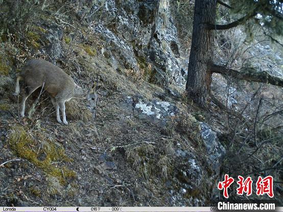 圖為相同位點記錄到的國家一級重點保護野生動物—馬麝?！≈袊茖W(xué)院昆明動物研究所提供