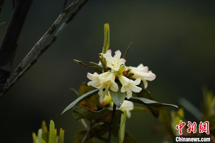 極度瀕危植物折萼杜鵑時(shí)隔97年再次現(xiàn)世