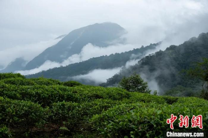 墨脫縣背崩鄉(xiāng)的高山茶場。