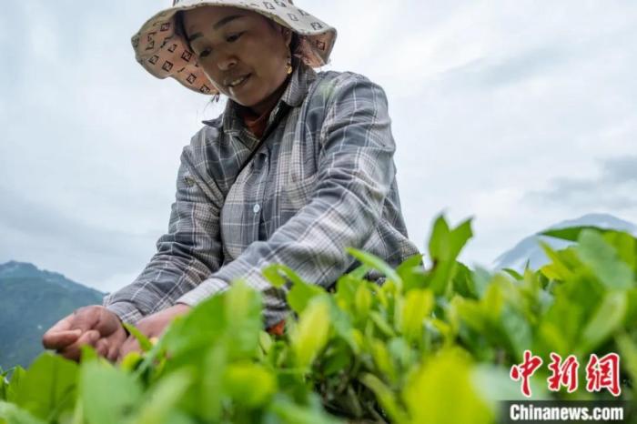 圖為墨脫縣背崩鄉(xiāng)門巴族民眾采摘茶葉。