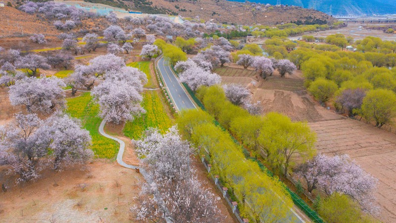 林芝桃花盛開。 張靜攝