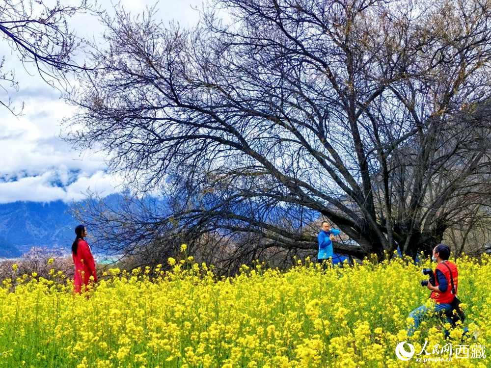 游客在桃花下拍照留念。人民網 李海霞攝