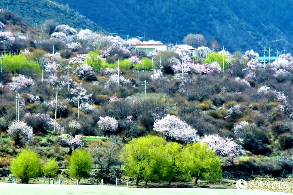 村莊掩映在桃花林中。人民網 李海霞攝