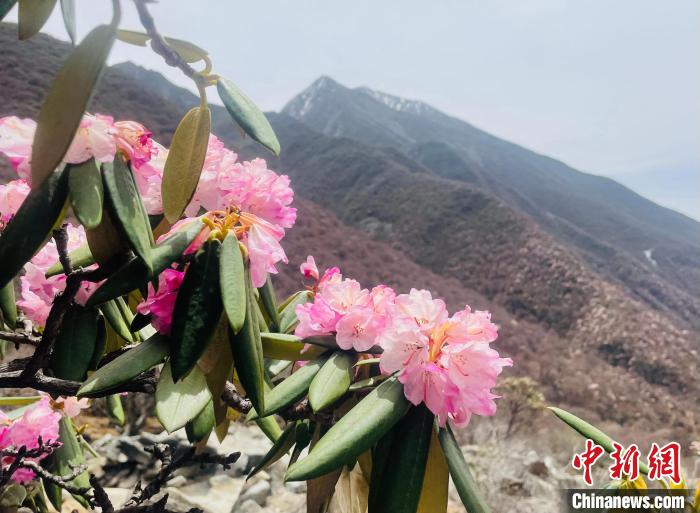 近日，西藏自治區(qū)山南市加查縣索囊溝的杜鵑花競相綻放?！∪轿木?攝