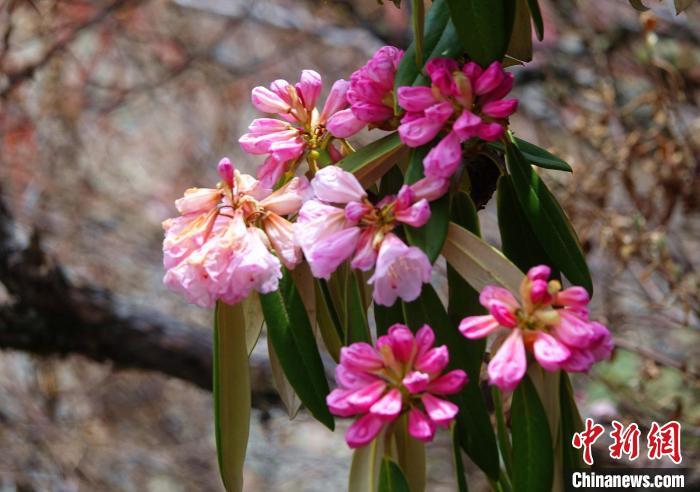 近日，西藏自治區(qū)山南市加查縣索囊溝的杜鵑花競相綻放。　冉文娟 攝