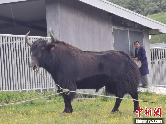 探訪全國(guó)最大牦牛產(chǎn)學(xué)研基地：“大通牦?！备牧己笠峒s180萬(wàn)頭