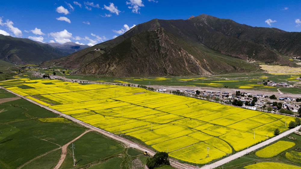 西藏墨竹工卡縣油菜農(nóng)田。