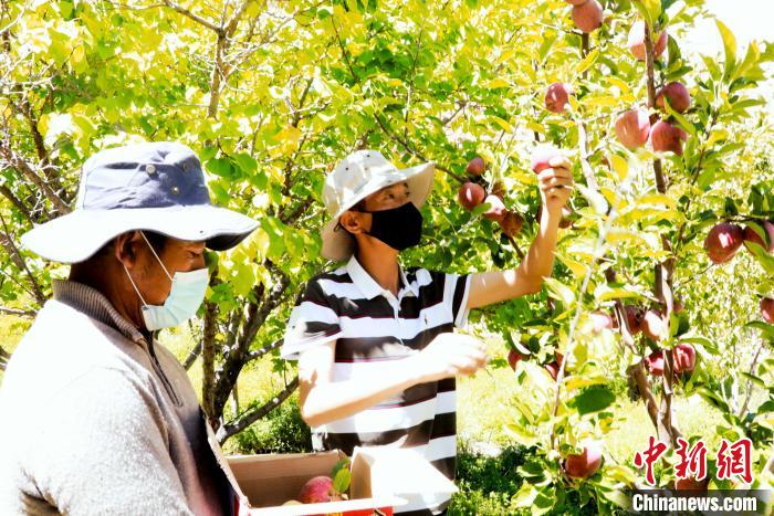 圖為西藏阿里札達(dá)縣底雅鄉(xiāng)村民在自家果園采摘果實?！“⑼?攝