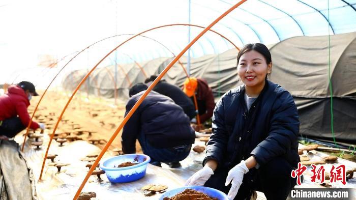 圖為農(nóng)民采收靈芝孢子粉?！∴嚢?攝