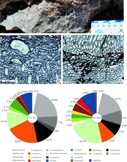 中國古生物學家在西藏發(fā)現(xiàn)3.9億年前生物礁