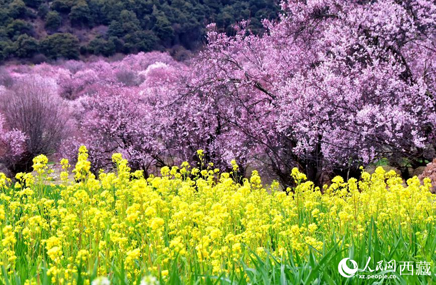 桃花與油菜花勾勒出別樣風(fēng)景。 人民網(wǎng) 李海霞攝