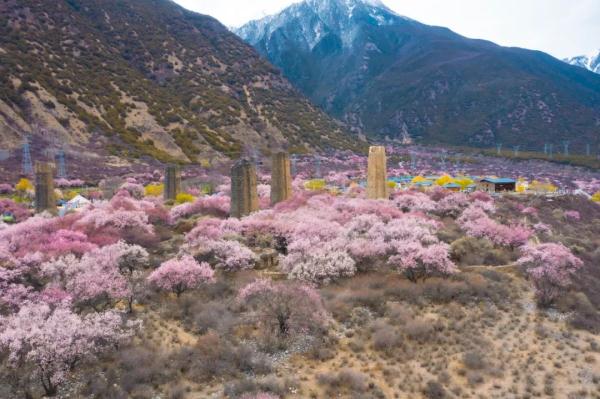 人間桃花源！林芝桃花有多絕？