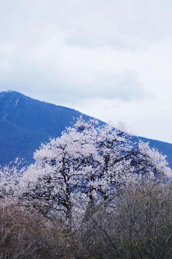 人間桃花源！林芝桃花有多絕？