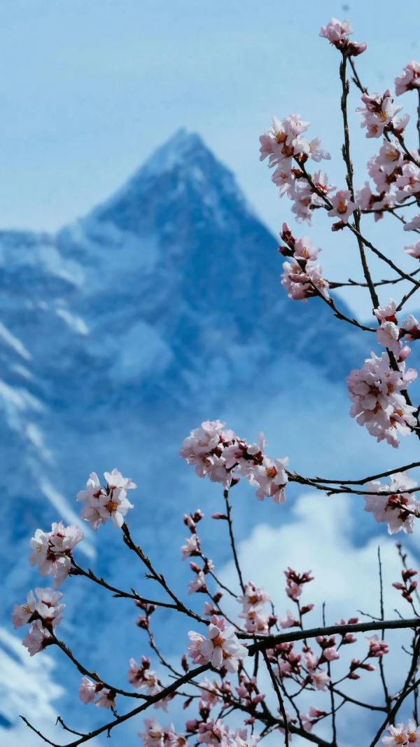 人間桃花源！林芝桃花有多絕？