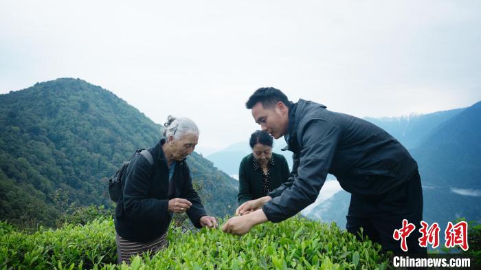 圖為銀發(fā)旅游體驗(yàn)團(tuán)兩位老人體驗(yàn)采茶。　西藏專項(xiàng)旅游協(xié)會供圖