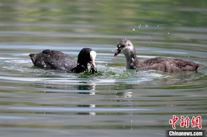 圖為6月22日，棲息在拉魯濕地內(nèi)的古頂雞?！±盍?攝