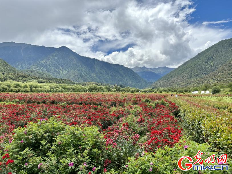 我們的家園丨工布花谷：高原花開香飄全國，產業(yè)經濟增收致富