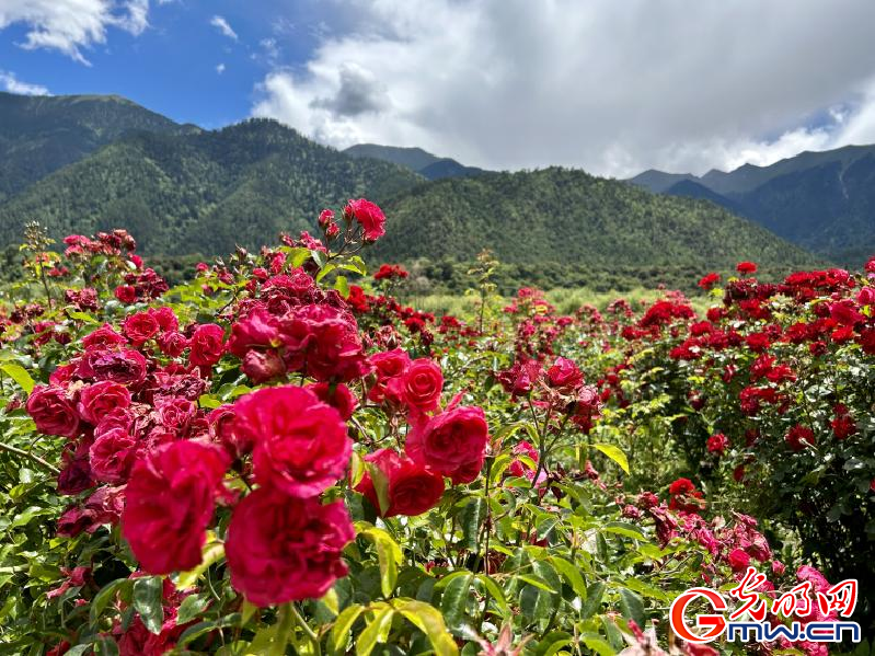 我們的家園丨工布花谷：高原花開香飄全國，產業(yè)經(jīng)濟增收致富